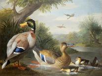 Ducks in a River Landscape-Jakob Bogdani Or Bogdany-Giclee Print