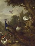 Peacock, Peahen, Parrots, Canary, and Other Birds in a Park, C.1708-10-Jakob Bogdani-Framed Stretched Canvas