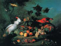 Exotic Birds and Domestic Fowl in a Picturesque Park, Early 18th Century-Jakob Bogdany-Stretched Canvas