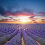 Beautiful Sunset Panorama with Flamingos Silhouettes, National Park Camargue, Provence, France-Jakub Gojda-Photographic Print