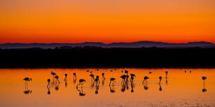 Beautiful Sunset Panorama with Flamingos Silhouettes, National Park Camargue, Provence, France-Jakub Gojda-Photographic Print