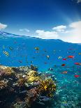 Underwater Coral Reef with Horizon and Water Waves-Jakub Gojda-Photographic Print