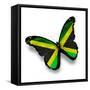 Jamaican Flag Butterfly, Isolated On White-suns_luck-Framed Stretched Canvas