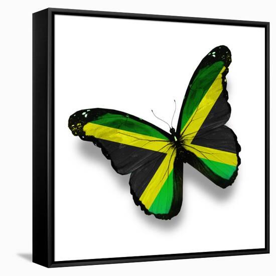 Jamaican Flag Butterfly, Isolated On White-suns_luck-Framed Stretched Canvas