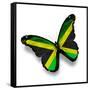 Jamaican Flag Butterfly, Isolated On White-suns_luck-Framed Stretched Canvas