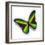 Jamaican Flag Butterfly, Isolated On White-suns_luck-Framed Premium Giclee Print