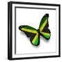 Jamaican Flag Butterfly, Isolated On White-suns_luck-Framed Premium Giclee Print
