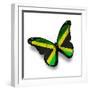 Jamaican Flag Butterfly, Isolated On White-suns_luck-Framed Premium Giclee Print