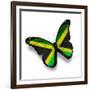 Jamaican Flag Butterfly, Isolated On White-suns_luck-Framed Premium Giclee Print