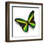 Jamaican Flag Butterfly, Isolated On White-suns_luck-Framed Art Print