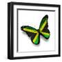 Jamaican Flag Butterfly, Isolated On White-suns_luck-Framed Art Print