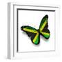 Jamaican Flag Butterfly, Isolated On White-suns_luck-Framed Art Print