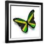 Jamaican Flag Butterfly, Isolated On White-suns_luck-Framed Art Print