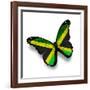 Jamaican Flag Butterfly, Isolated On White-suns_luck-Framed Art Print