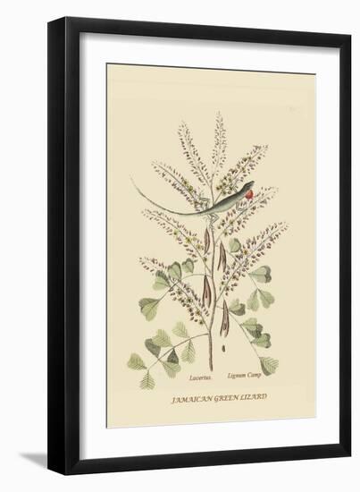 Jamaican Green Lizard-Mark Catesby-Framed Art Print