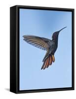 Jamaican Mango, in Flight, Rocklands, Montego Bay, Jamaica-Rolf Nussbaumer-Framed Stretched Canvas