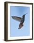 Jamaican Mango, in Flight, Rocklands, Montego Bay, Jamaica-Rolf Nussbaumer-Framed Photographic Print