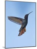 Jamaican Mango, in Flight, Rocklands, Montego Bay, Jamaica-Rolf Nussbaumer-Mounted Photographic Print