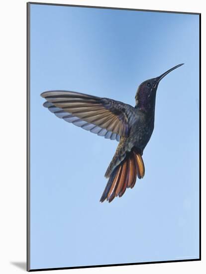 Jamaican Mango, in Flight, Rocklands, Montego Bay, Jamaica-Rolf Nussbaumer-Mounted Photographic Print