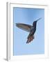 Jamaican Mango, in Flight, Rocklands, Montego Bay, Jamaica-Rolf Nussbaumer-Framed Photographic Print