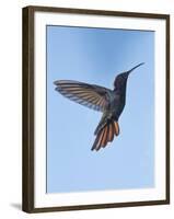 Jamaican Mango, in Flight, Rocklands, Montego Bay, Jamaica-Rolf Nussbaumer-Framed Photographic Print