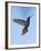 Jamaican Mango, in Flight, Rocklands, Montego Bay, Jamaica-Rolf Nussbaumer-Framed Photographic Print