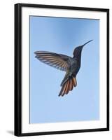 Jamaican Mango, in Flight, Rocklands, Montego Bay, Jamaica-Rolf Nussbaumer-Framed Photographic Print