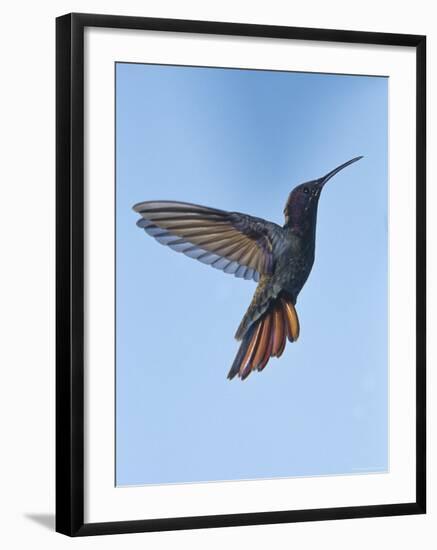 Jamaican Mango, in Flight, Rocklands, Montego Bay, Jamaica-Rolf Nussbaumer-Framed Photographic Print