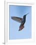 Jamaican Mango, in Flight, Rocklands, Montego Bay, Jamaica-Rolf Nussbaumer-Framed Photographic Print
