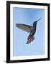 Jamaican Mango, in Flight, Rocklands, Montego Bay, Jamaica-Rolf Nussbaumer-Framed Photographic Print