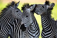 Wild Zebra Socialising in Africa-Jamen Percy-Photographic Print