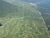 Newly Planted Oil Palm, Plantations, Lowland Dipterocarp Rainforest, Sabah, Borneo, Malaysia-James Aldred-Mounted Photographic Print