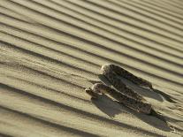 Sahara Horned Viper, Side Winding up Desert Sand Dune, Morocco-James Aldred-Stretched Canvas