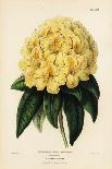 Golden Rhododendron, Rhodendron Aureum Magniflorum-James Andrews-Laminated Giclee Print