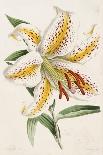 Lily, from "The Floral Magazine"-James Andrews-Stretched Canvas