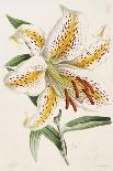 Lily, from "The Floral Magazine"-James Andrews-Giclee Print
