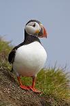 Harlequin Duck (Histrionicus Histrionicus) Duckling Riding on its Mother's Back-James-Photographic Print