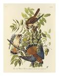 Blue Crane-James Audubon-Giclee Print