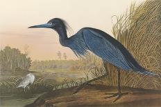 Blue Jay-James Audubon-Giclee Print