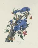 Blue Jay-James Audubon-Giclee Print