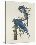 The Glossy Ibis-James Audubon-Giclee Print