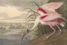 Snowy Egret-James Audubon-Giclee Print