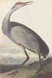 Blue Crane-James Audubon-Stretched Canvas
