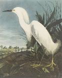 Blue Crane-James Audubon-Stretched Canvas