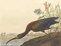 Blue Crane-James Audubon-Giclee Print