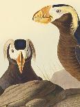 Snowy Egret-James Audubon-Framed Giclee Print