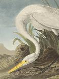 Blue Crane-James Audubon-Framed Giclee Print