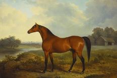 A Bay Stallion in a River Landscape-James Barenger-Stretched Canvas