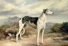A Greyhound in a Hilly Landscape-James Beard-Framed Stretched Canvas