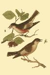 Antique Bird Pair I-James Bolton-Stretched Canvas